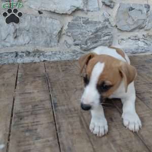 Alec, Jack Russell Terrier Puppy
