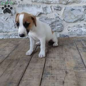 Alec, Jack Russell Terrier Puppy