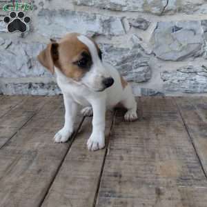 Alec, Jack Russell Terrier Puppy