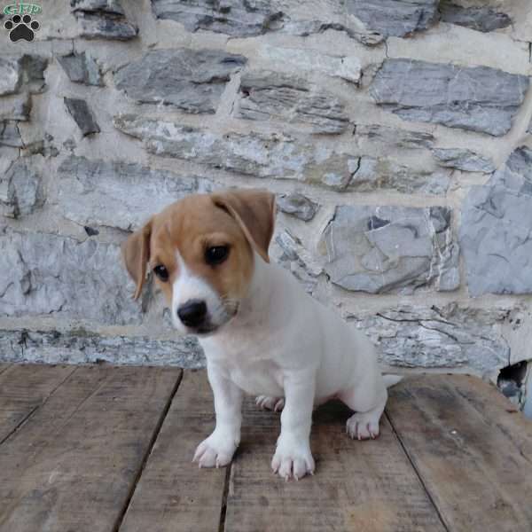 Andy, Jack Russell Terrier Puppy