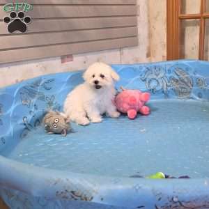 Blake, Bichon Frise Puppy