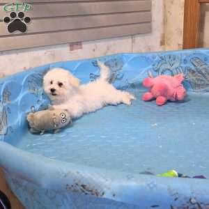 Blake, Bichon Frise Puppy