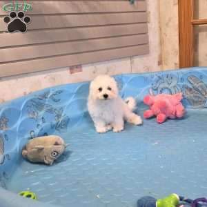 Blake, Bichon Frise Puppy