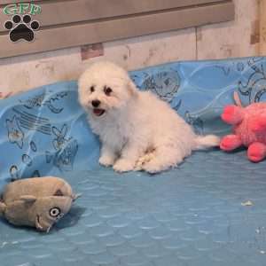 Blake, Bichon Frise Puppy