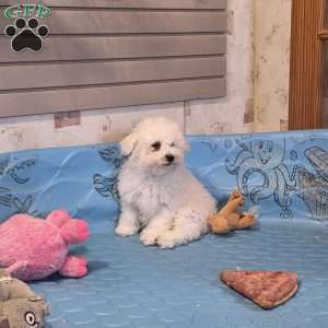 Blake, Bichon Frise Puppy