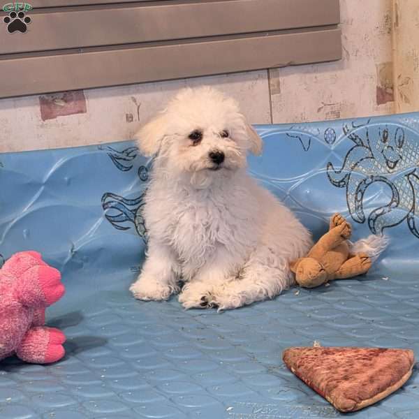 Blake, Bichon Frise Puppy