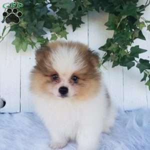 Max, Pomeranian Puppy