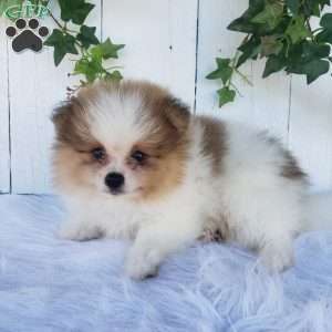 Max, Pomeranian Puppy