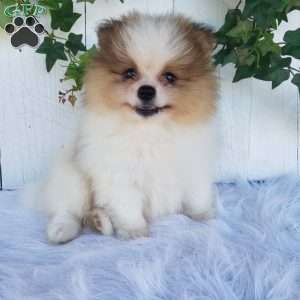 Max, Pomeranian Puppy