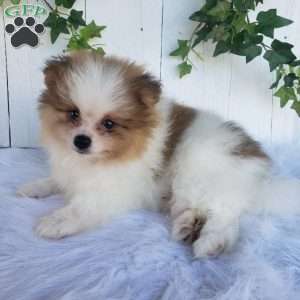 Max, Pomeranian Puppy