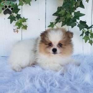 Max, Pomeranian Puppy