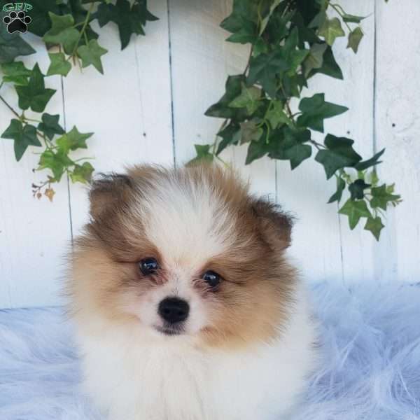 Max, Pomeranian Puppy