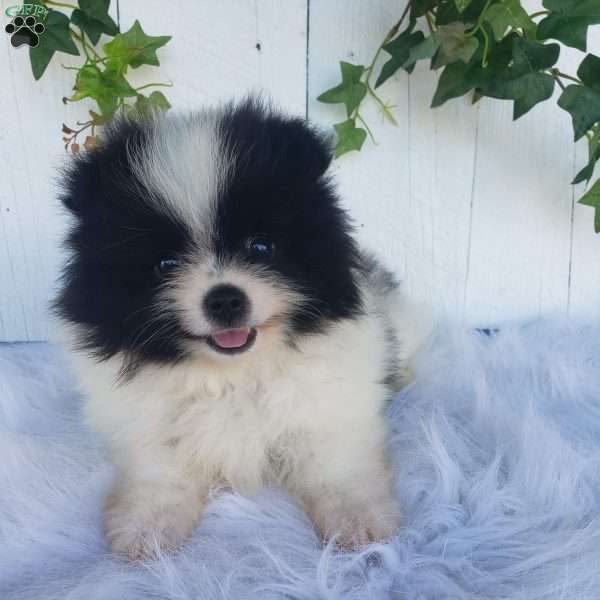 Willa, Pomeranian Puppy