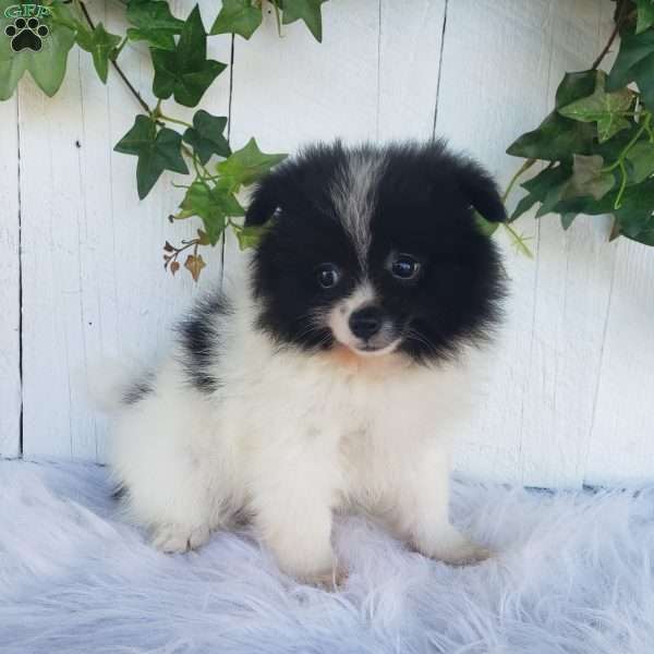 Mia, Pomeranian Puppy