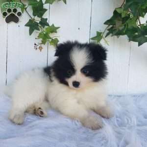 Ollie, Pomeranian Puppy