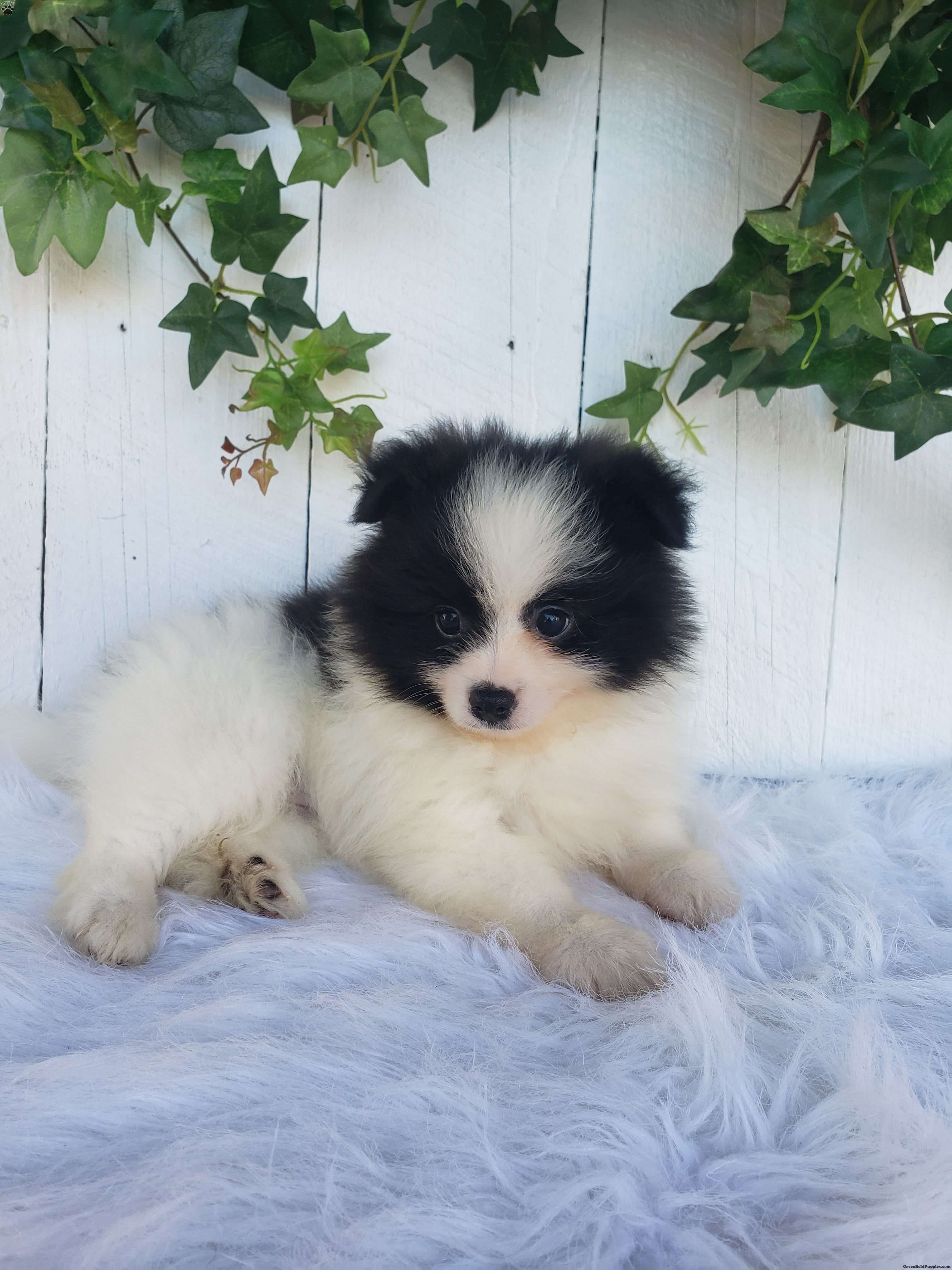 Ollie - Pomeranian Puppy For Sale in Ohio