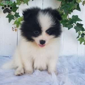 Ollie, Pomeranian Puppy