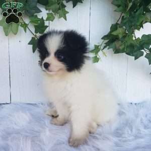 Ollie, Pomeranian Puppy