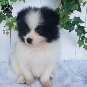 Ollie, Pomeranian Puppy