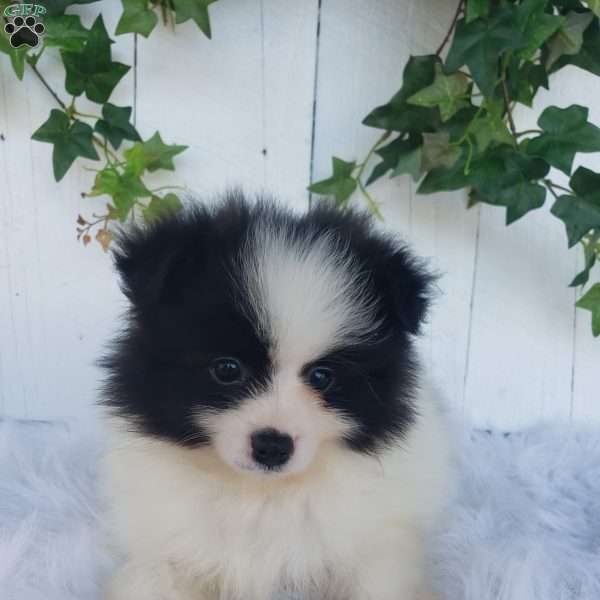 Ollie, Pomeranian Puppy
