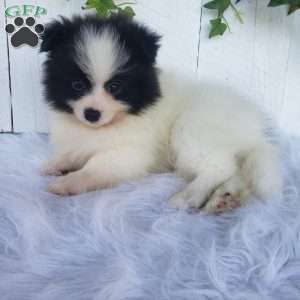 Ollie, Pomeranian Puppy