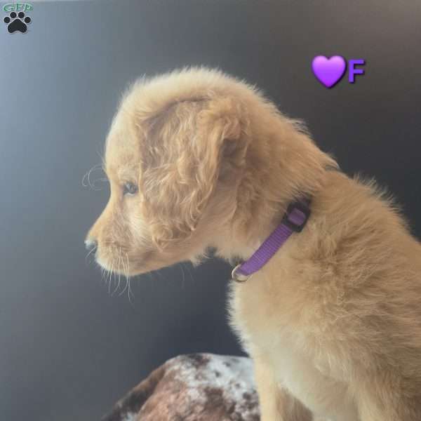 Blossom, Goldendoodle Puppy