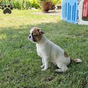 Oscar Pie, French Bulldog Mix Puppy