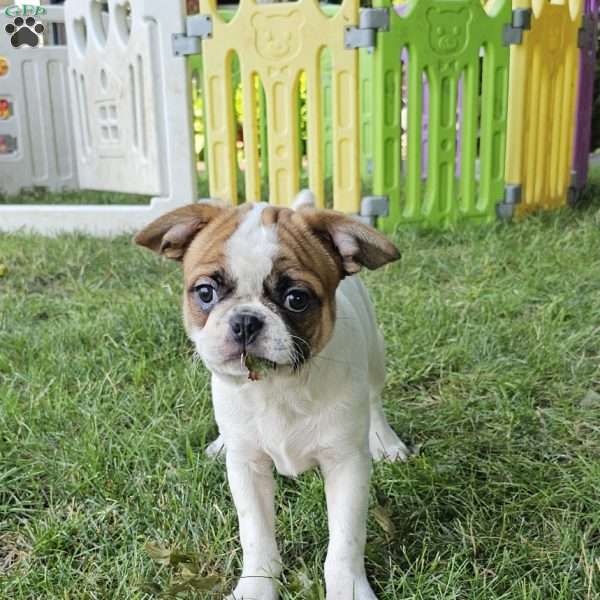 Oscar Pie, French Bulldog Mix Puppy