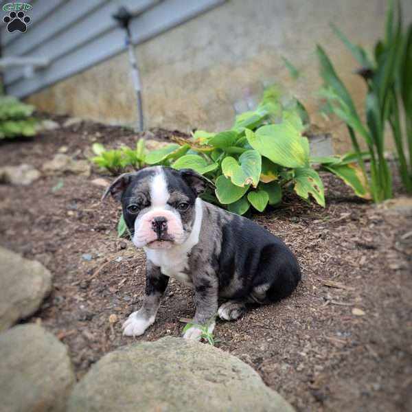 Smokey, Boston Terrier Puppy