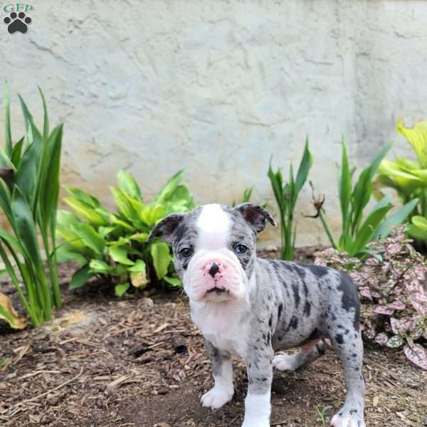 Speckles, Boston Terrier Puppy