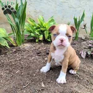Coffee, Boston Terrier Puppy