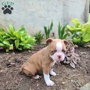 Coffee, Boston Terrier Puppy