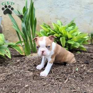 Bella, Boston Terrier Puppy