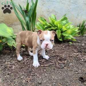 Bella, Boston Terrier Puppy