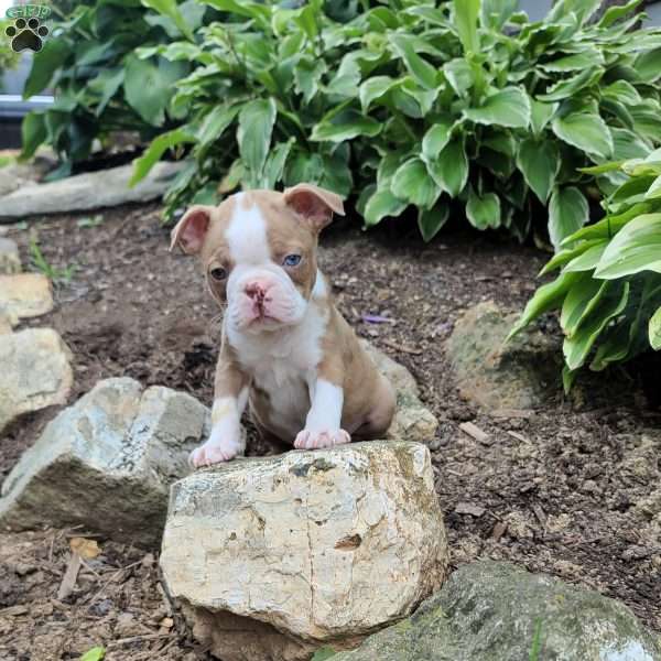 Tiger, Boston Terrier Puppy