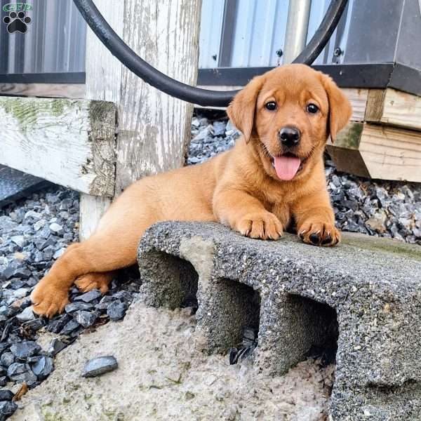 Precious, Fox Red Labrador Retriever Puppy