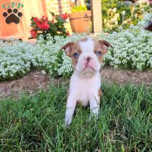 Bella, Boston Terrier Puppy