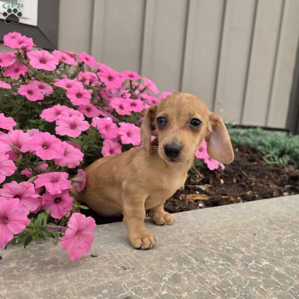 Fawn, Dachshund Puppy