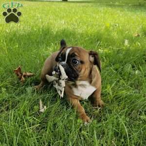 Hot Chili Dog, English Bulldog Mix Puppy
