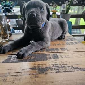 Diesel, Cane Corso Puppy
