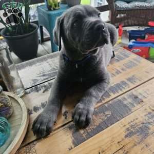 Diesel, Cane Corso Puppy