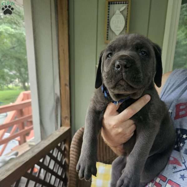 Diesel, Cane Corso Puppy