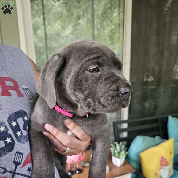 Scarlett, Cane Corso Puppy