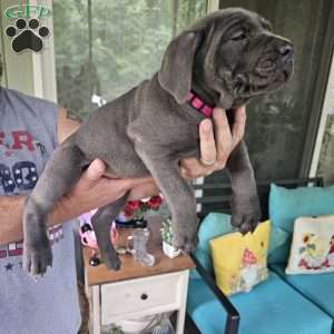 Scarlett, Cane Corso Puppy