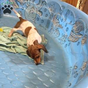 Nellie, Dachshund Puppy