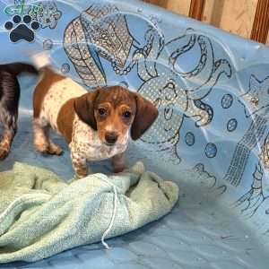 Nellie, Dachshund Puppy