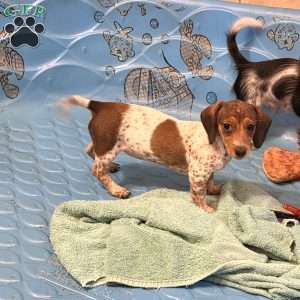 Nellie, Dachshund Puppy