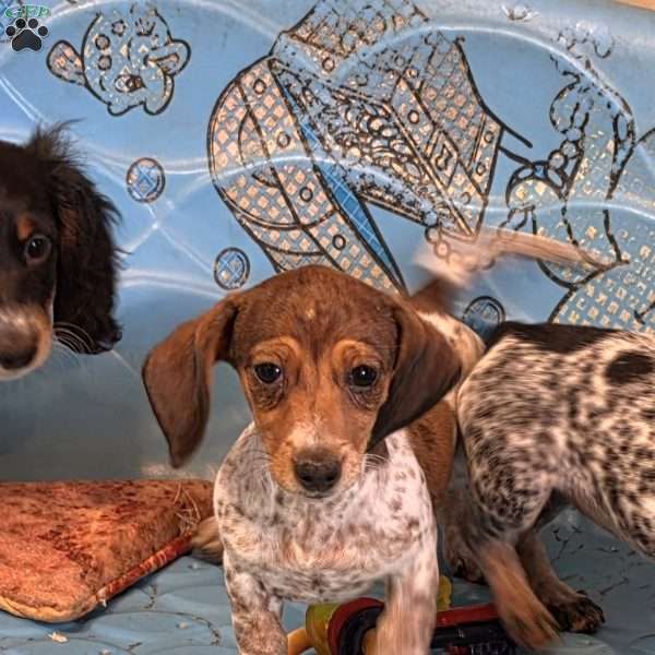 Nellie, Dachshund Puppy
