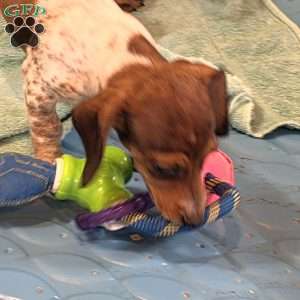 Nellie, Dachshund Puppy