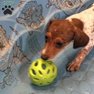 Nellie, Dachshund Puppy